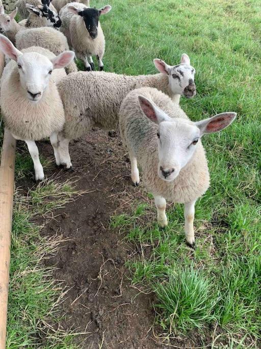 Ivy House Farm, Near Longnor Villa Longnor  ภายนอก รูปภาพ